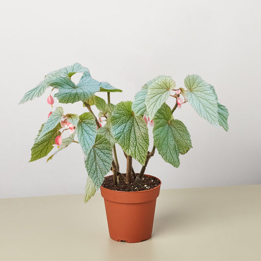 Begonia 'Frosty' plant with textured silver-green leaves and pink-white flowers in terracotta pot