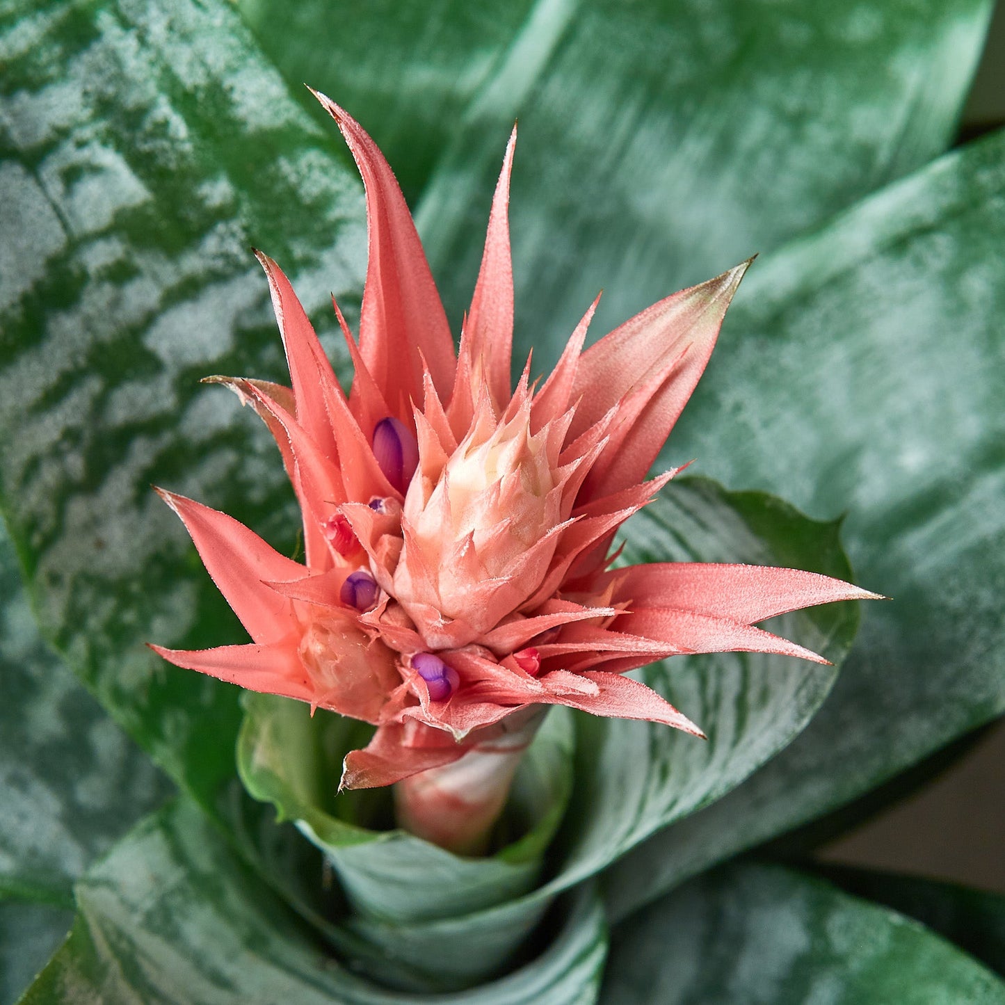 Bromeliad with coral-pink spiky flower bloom and silvery-green variegated leaves against blurred foliage background
