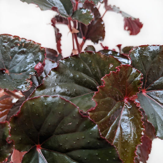 Begonia 'Black Magic' with deep green-black textured leaves and vibrant red edges and undersides