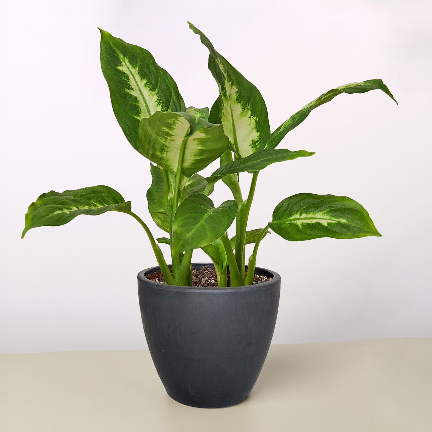 Dieffenbachia Camille plant with variegated yellow-green leaves in dark gray pot on neutral background