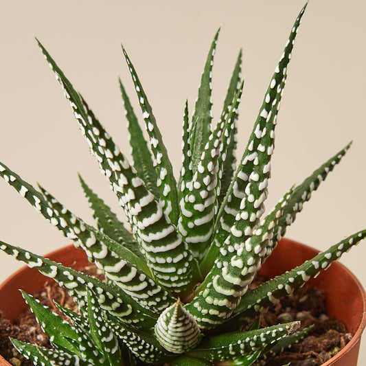 Zebra succulent with distinctive white striped green leaves in terracotta pot against beige background