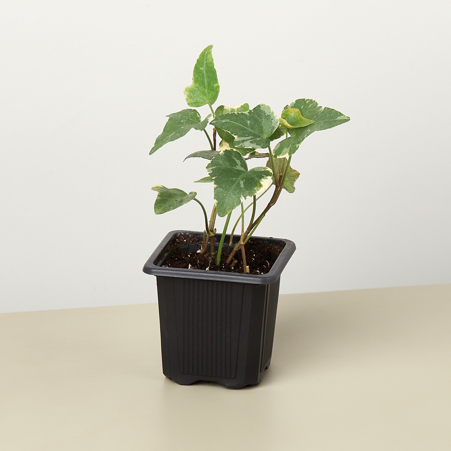 English Ivy 'Glacier' plant with variegated green and white leaves in black square nursery pot