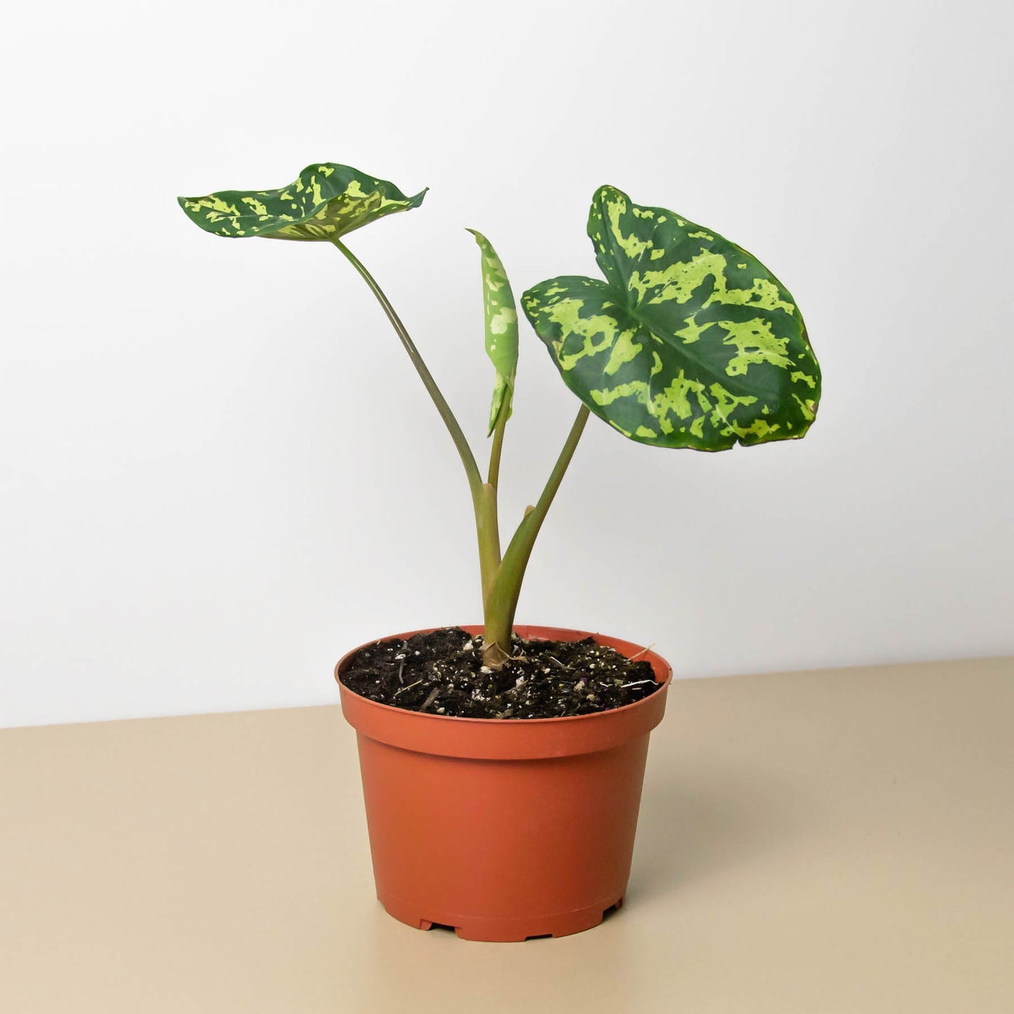 Variegated Alocasia 'Hilo Beauty' plant with green and yellow mottled heart-shaped leaves in terracotta pot