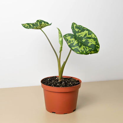 Variegated Alocasia 'Hilo Beauty' plant with green and yellow mottled heart-shaped leaves in terracotta pot