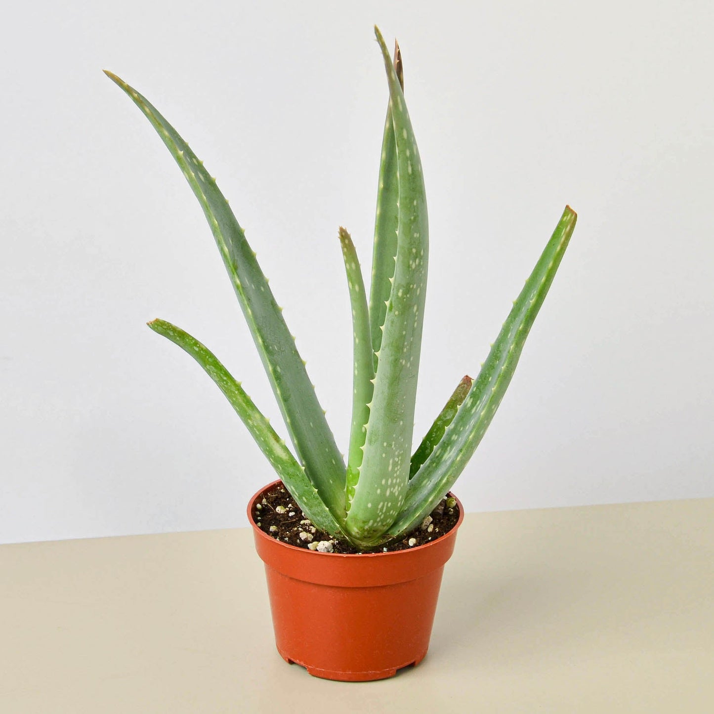 Aloe vera plant with thick green fleshy leaves in orange terracotta pot on neutral background