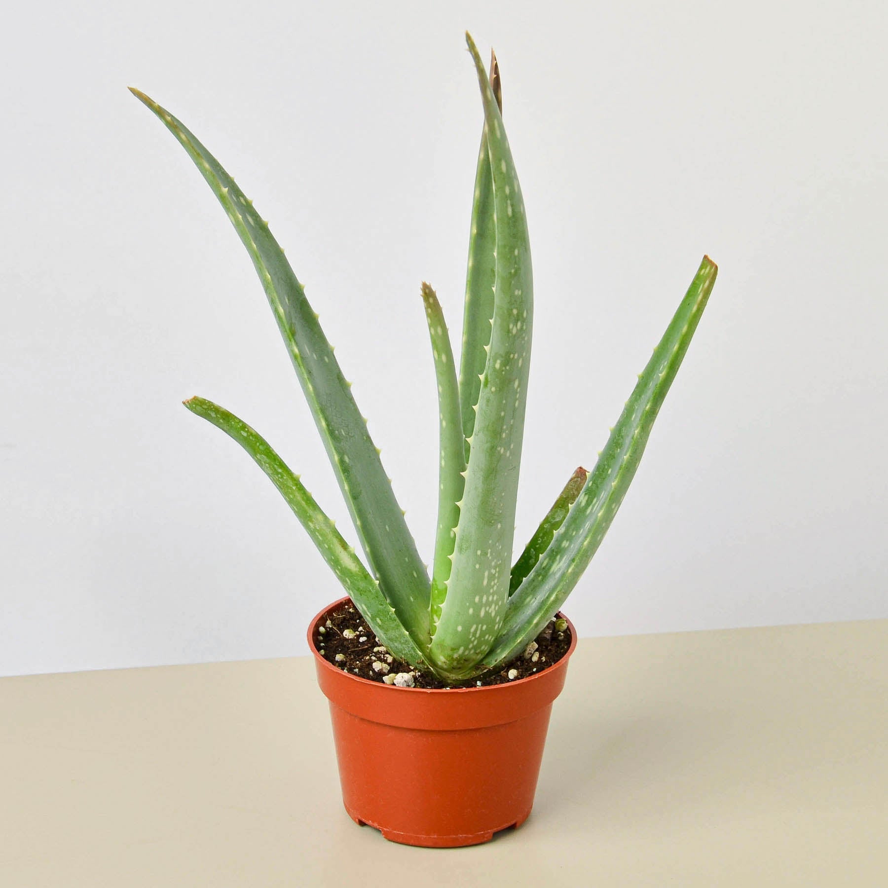 Aloe vera plant with thick green fleshy leaves in orange terracotta pot on neutral background