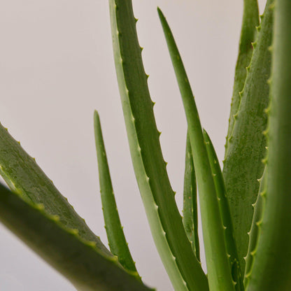 Green aloe vera plant with thick, serrated leaves against white background