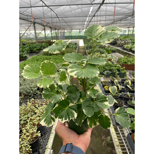 Aralia Balfouriana plant with variegated green and cream scalloped leaves held in greenhouse setting