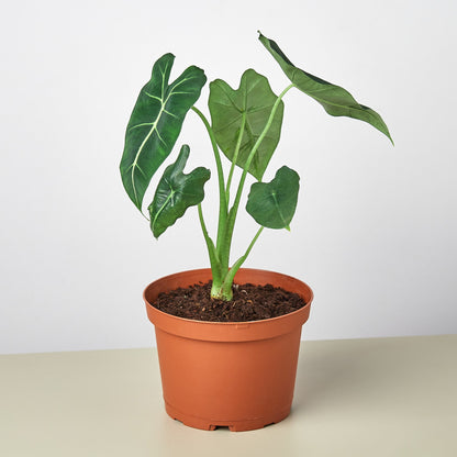 Alocasia Micholitziana in terracotta pot with dark green arrowhead leaves and prominent white veins