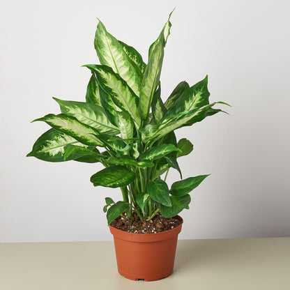 Dieffenbachia Camille plant with variegated green and yellow leaves in terracotta pot on neutral background