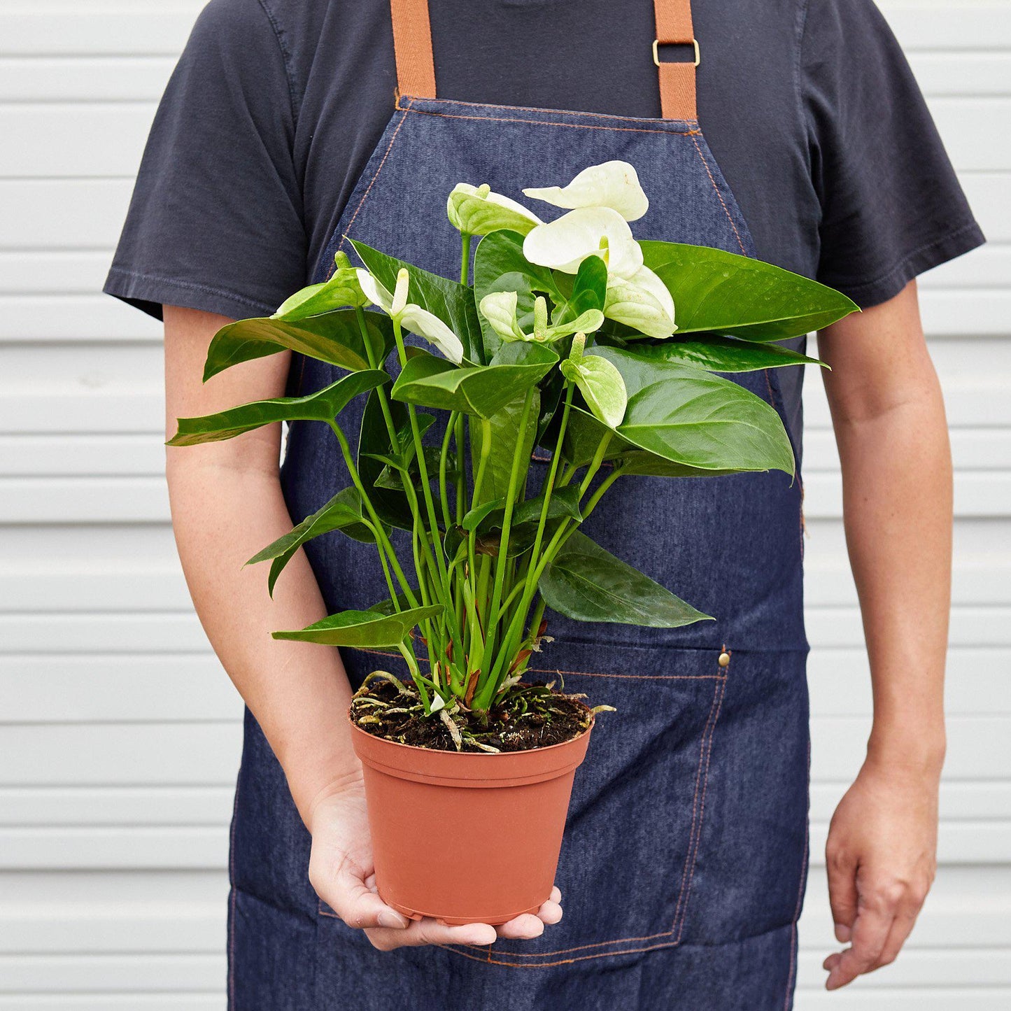 Person in denim apron holding potted white Anthurium plant with glossy green heart-shaped leaves and white flowers