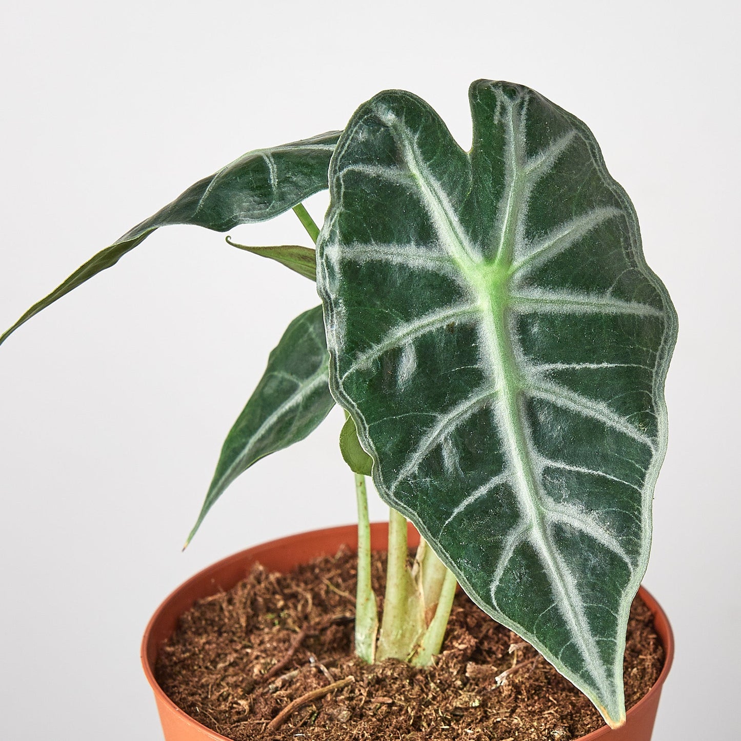 Alocasia Amazonica 'Bambino' with dark green arrowhead leaves and white veins in terracotta pot