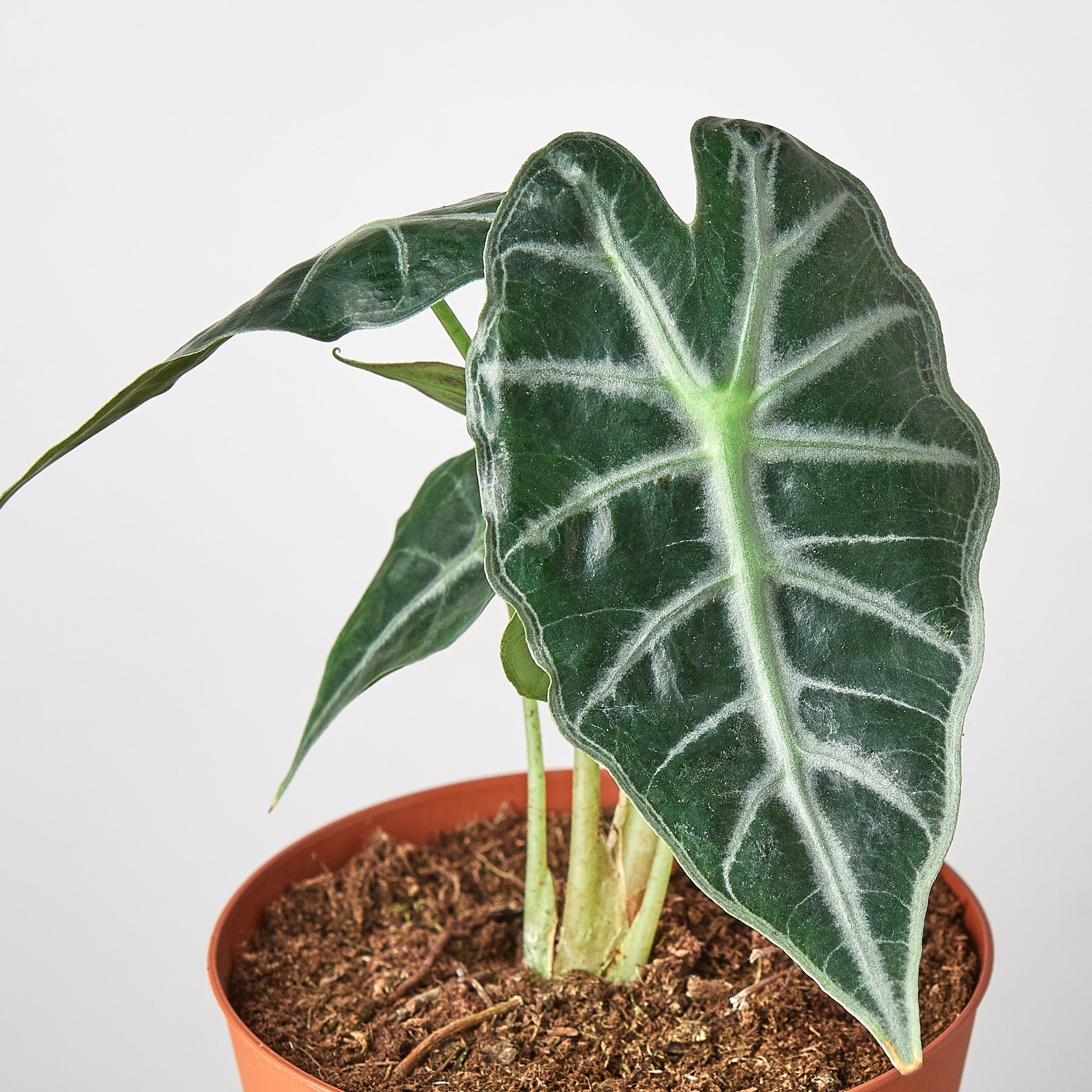 Alocasia Amazonica 'Bambino' with dark green arrowhead leaves and white veins in terracotta pot