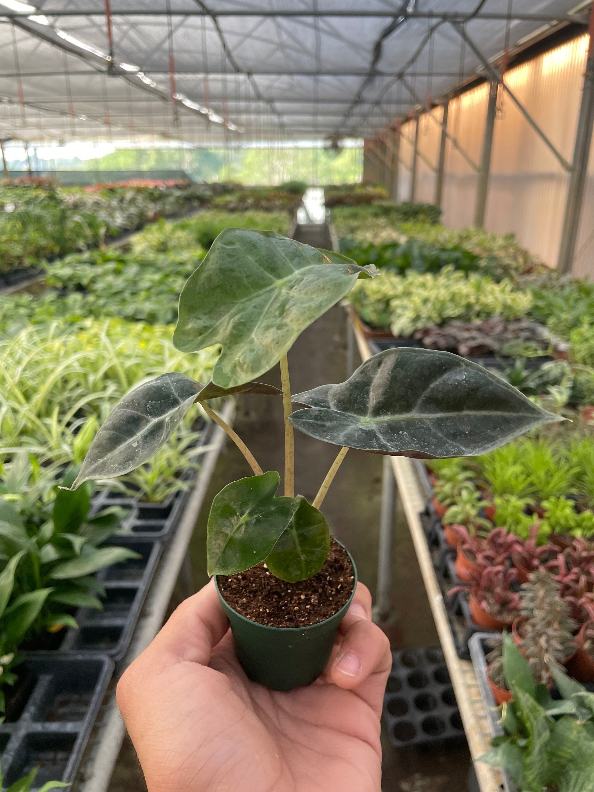 Alocasia Polly plant in small pot held in greenhouse with distinctive dark green arrow-shaped leaves
