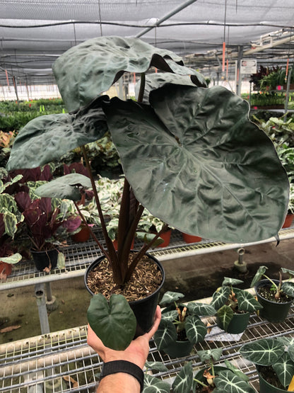 Large Alocasia 'Serendipity' with heart-shaped green leaves and dark purple undersides in greenhouse setting
