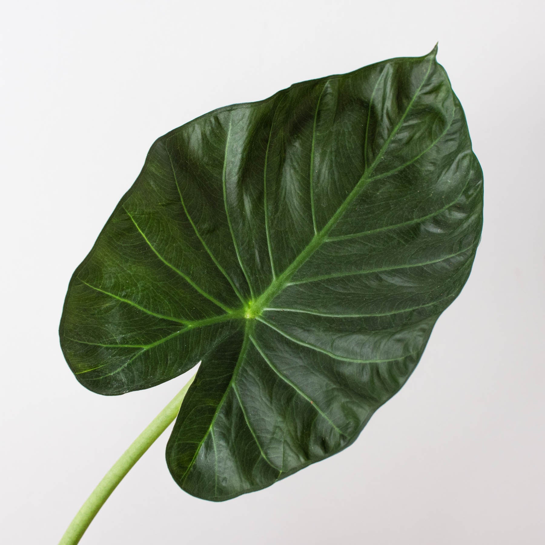 Large dark green heart-shaped Alocasia leaf with prominent veins and glossy texture on light stem against white background