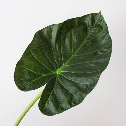 Large dark green heart-shaped Alocasia leaf with prominent veins and glossy texture on light stem against white background