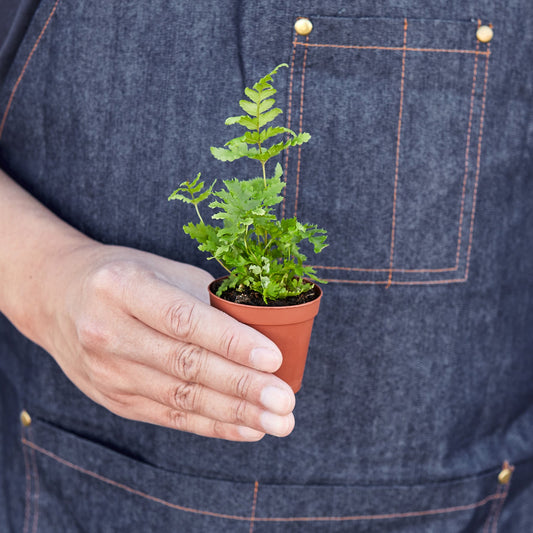 Hand holding small potted autumn fern with delicate green fronds against denim apron background
