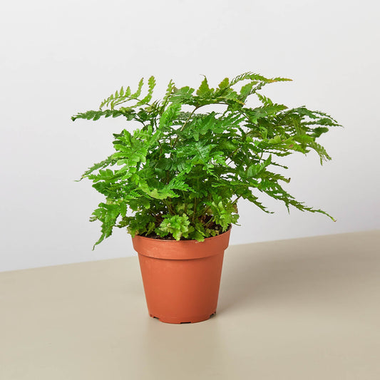 Lush green Austral Gem Fern with waxy fronds in terracotta pot on neutral background