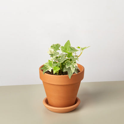 English Ivy 'Glacier' in terracotta pot with green and white variegated leaves on beige surface