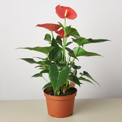 Anthurium plant with glossy green heart-shaped leaves and pink-red flamingo flowers in terracotta pot