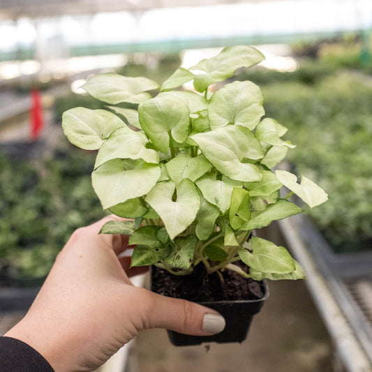 Arrowhead plant with white-green arrow-shaped leaves in black nursery pot held in greenhouse