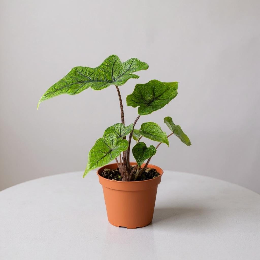 Alocasia Jacklyn plant with distinctive stag head shaped green leaves in terracotta pot on white surface