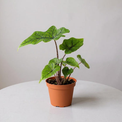 Alocasia Jacklyn plant with distinctive stag head shaped green leaves in terracotta pot on white surface