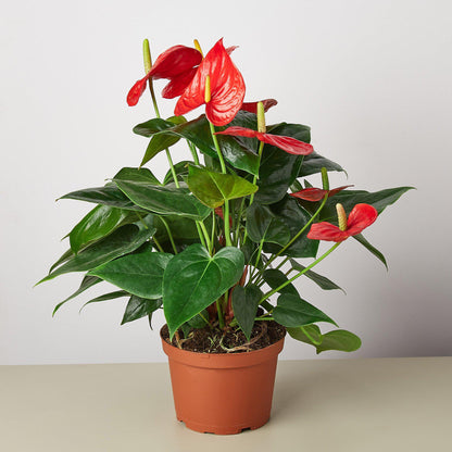 Red anthurium plant with glossy heart-shaped leaves and bright red flamingo flowers in terracotta pot