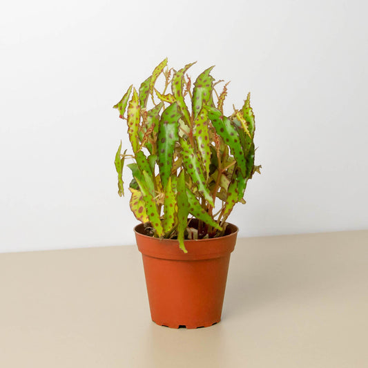Begonia 'Pink Spotted' with green serrated leaves showing pink spots in terracotta pot on neutral background