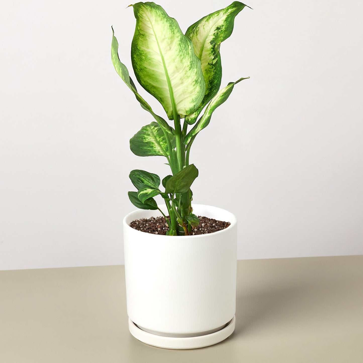 Dieffenbachia Camille plant with variegated yellow-green leaves in white ceramic pot with saucer