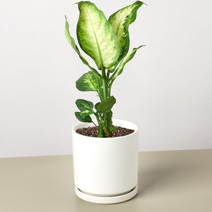 Dieffenbachia Camille plant with variegated yellow-green leaves in white ceramic pot with saucer
