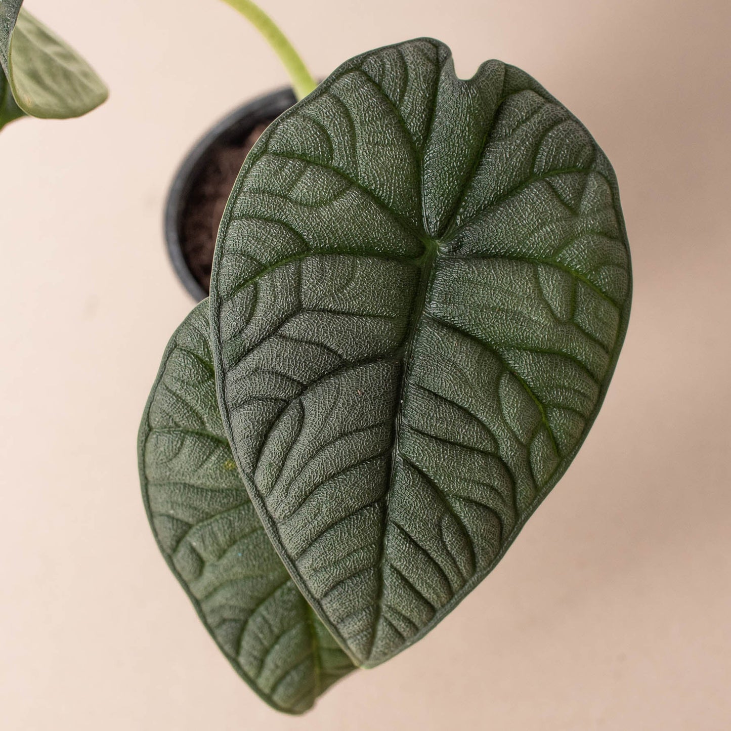 Alocasia Melo with thick, textured jade green heart-shaped leaf showing prominent veining in pot