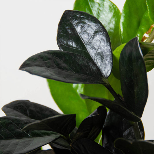 Dark glossy leaves of ZZ Black Queen plant with deep purple-black foliage against bright green background