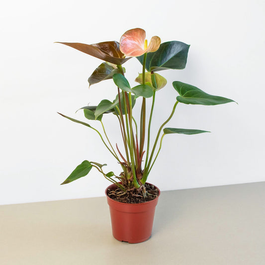 Anthurium Rainbow Champion plant with colorful heart-shaped leaves and pink spathe in terracotta pot