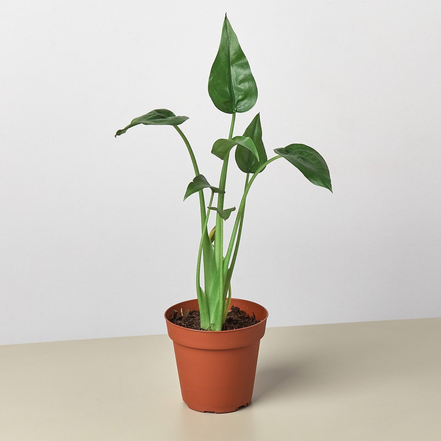 Alocasia Tiny Dancer plant with cupped green leaves in terracotta pot on neutral background