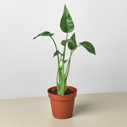 Alocasia Tiny Dancer plant with cupped green leaves in terracotta pot on neutral background