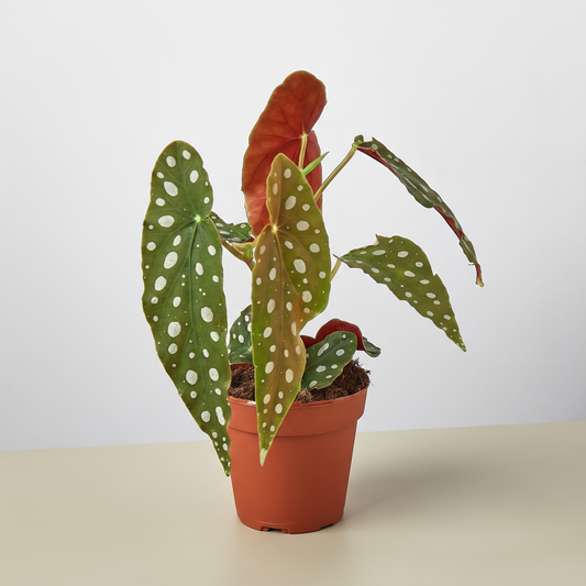 Begonia maculata with distinctive silver polka dot spotted green leaves and red undersides in terracotta pot