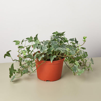 Trailing English Ivy 'Glacier' with green and white variegated leaves in an orange plastic pot