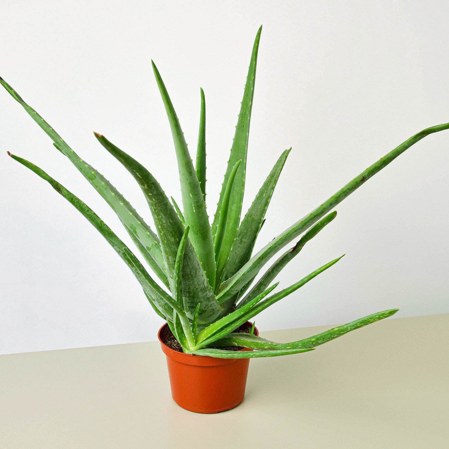 Aloe vera plant with long green fleshy leaves in orange pot on neutral background
