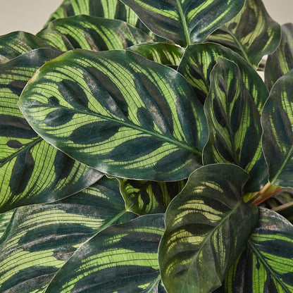 Calathea makoyana with striking green striped leaves displaying peacock-like pattern in natural light