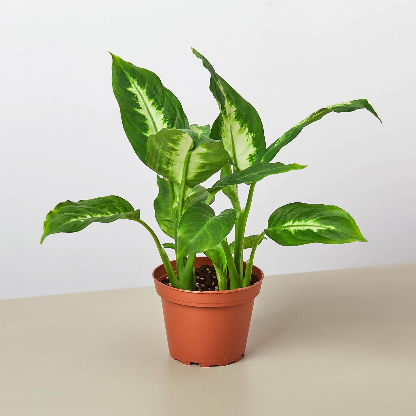 Dieffenbachia Camille plant with variegated yellow-green leaves in terracotta pot on neutral background