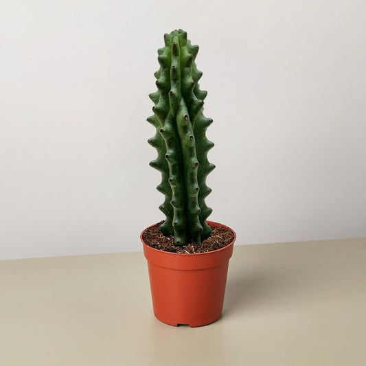 Tall green columnar cactus with prominent ridges and spines in terracotta pot on neutral background