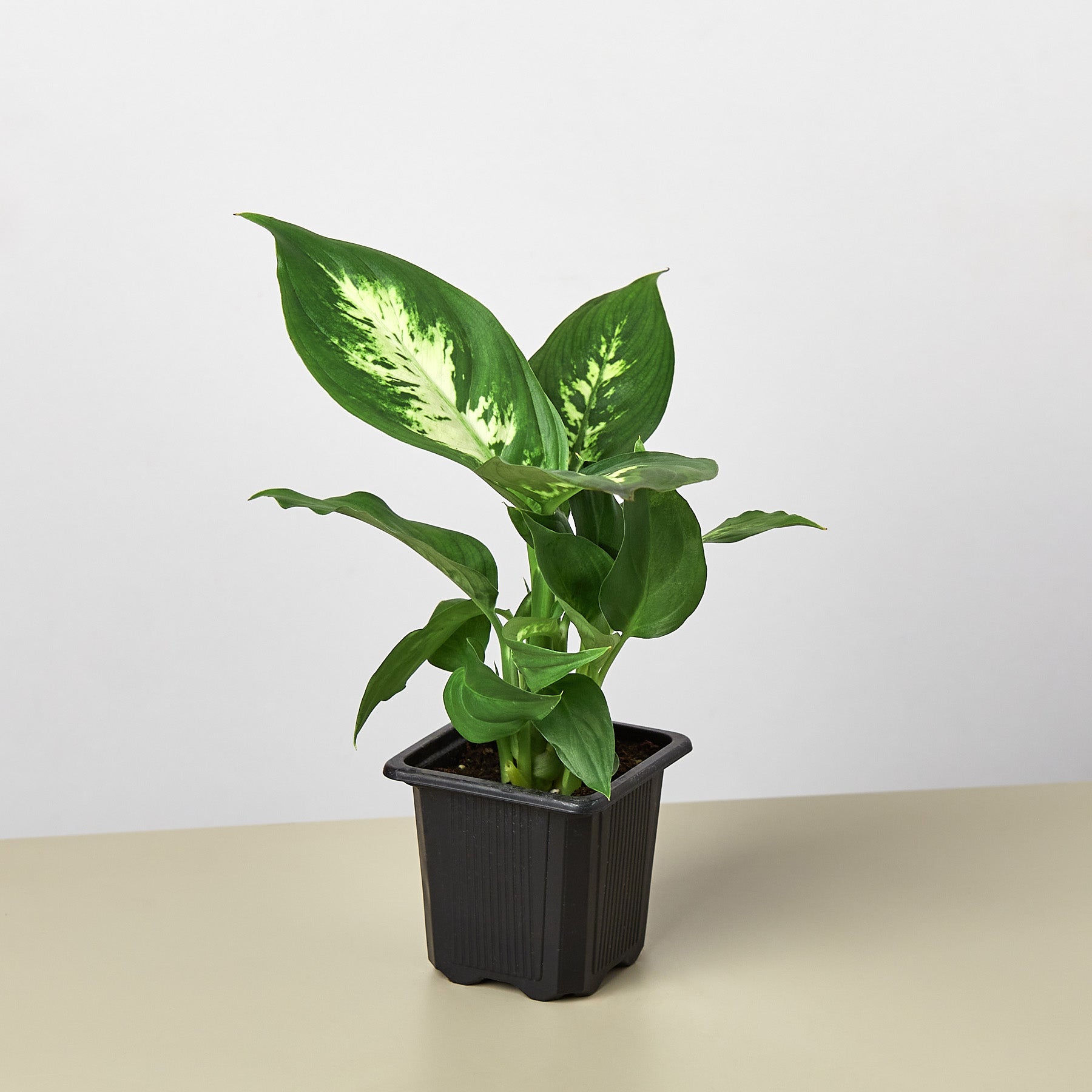 Dieffenbachia Camille plant with variegated yellow-green leaves in black nursery pot on neutral background