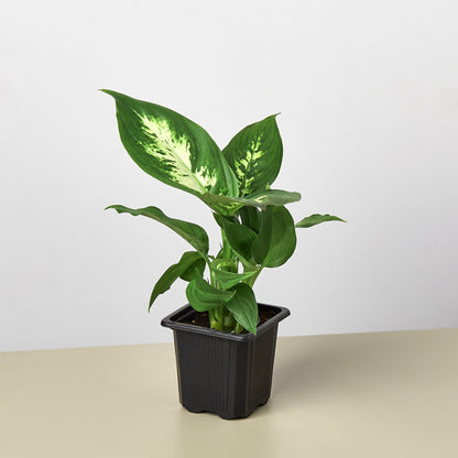 Dieffenbachia Camille plant with variegated yellow-green leaves in black nursery pot on neutral background