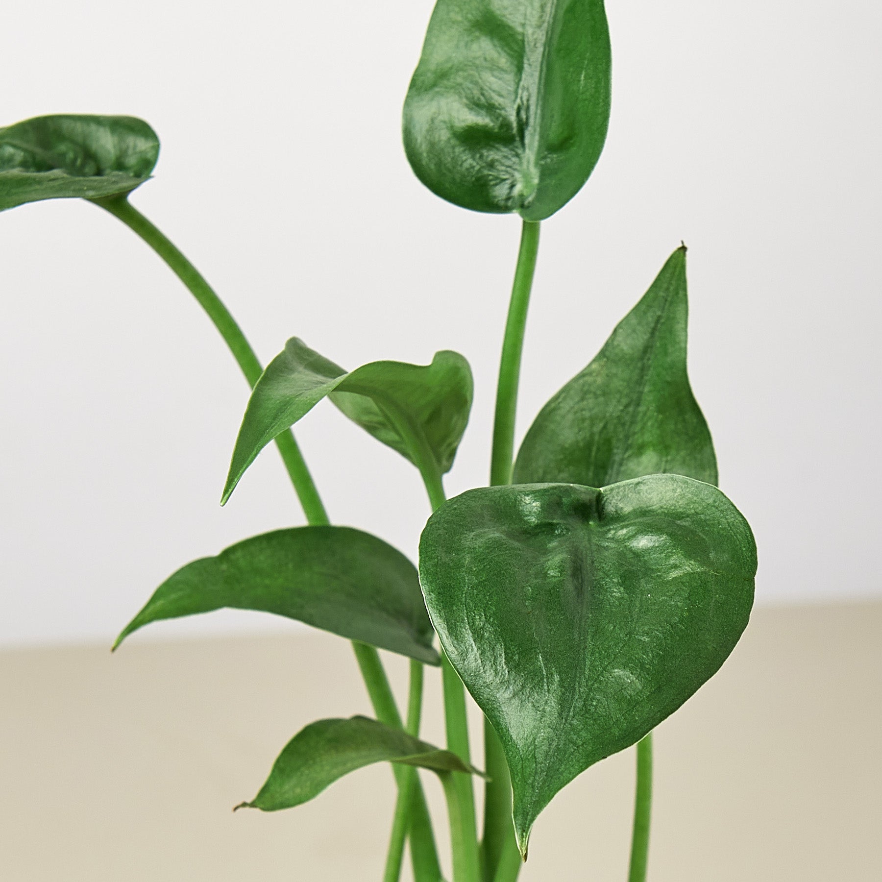 Alocasia Tiny Dancer plant with glossy green heart-shaped cupped leaves on long stems in 4 inch pot