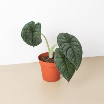 Alocasia Melo plant with thick textured jade green heart-shaped leaves in orange pot on neutral background