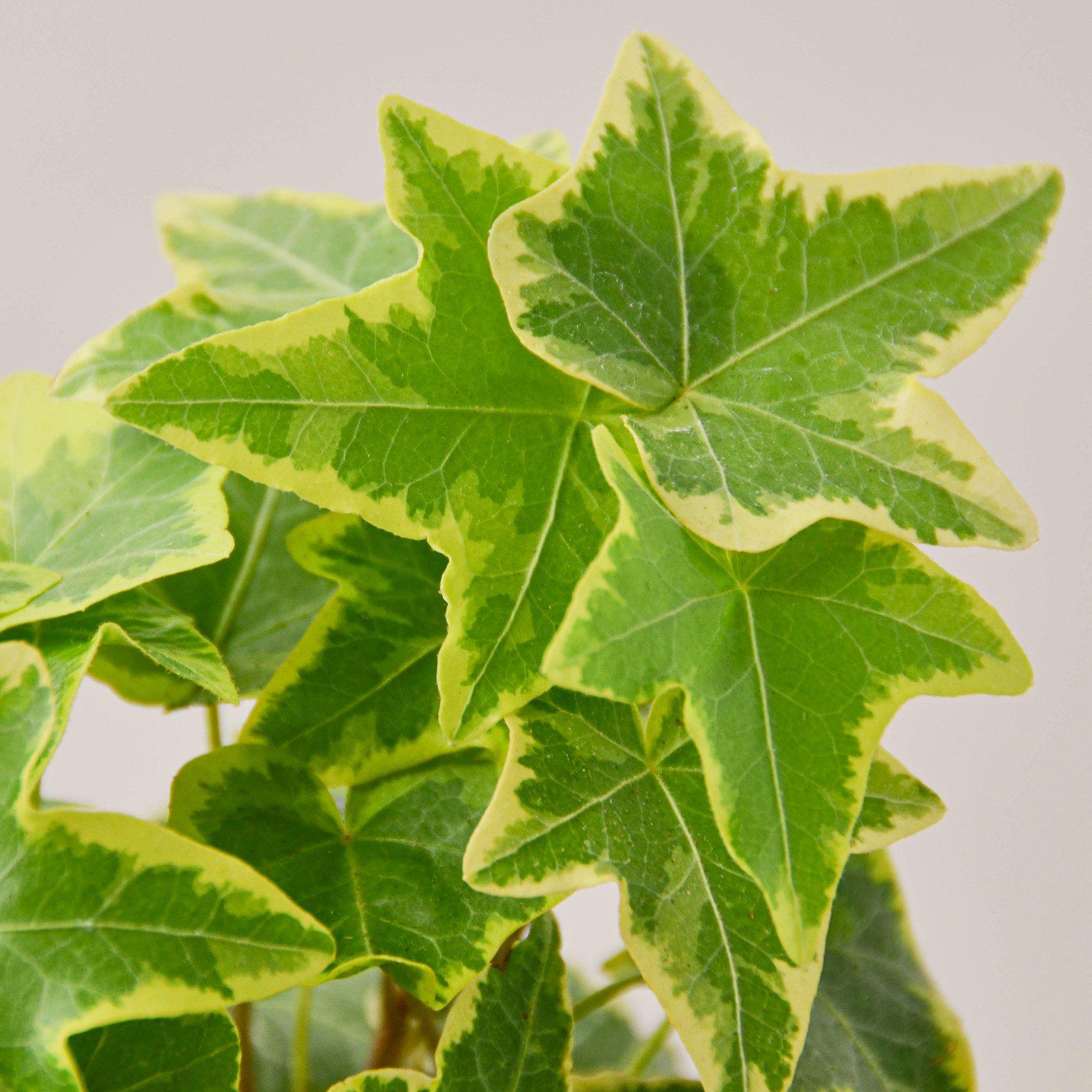 Variegated English Ivy with green and yellow leaves, trailing vining houseplant with star-shaped foliage