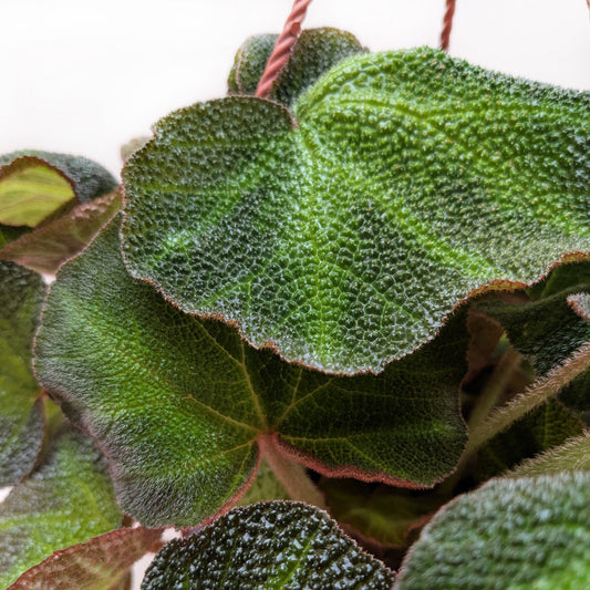 Begonia 'Soli Mutata' with heart-shaped dark green textured leaves and reddish stems in pot