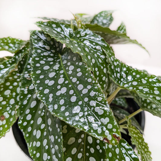 Begonia 'White Ice' with deep green leaves covered in white spots in black pot against white background